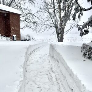 Pathways in the yard